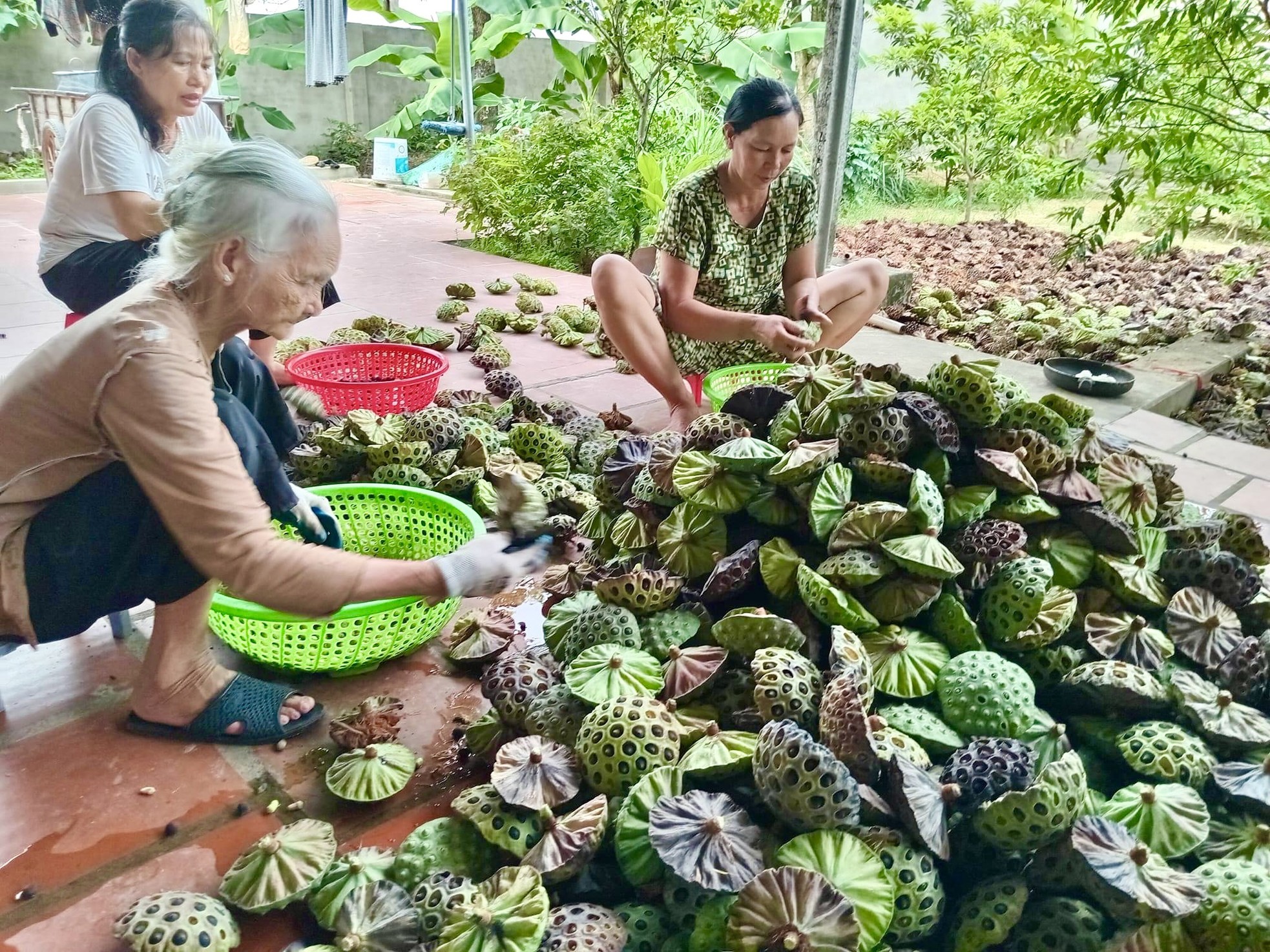 Kiếm tiền triệu nhờ thu hoạch hạt sen cuối vụ - Ảnh 5