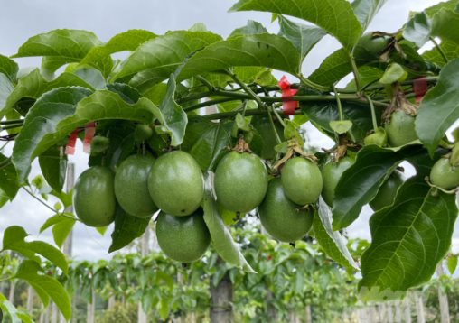 Thêm một ‘sản vật’ của Việt Nam vừa được cấp visa sang Mỹ: Xuất khẩu đứng thứ 3 thế giới, nước ta còn sở hữu ông lớn đang đứng đầu châu Á - Ảnh 1