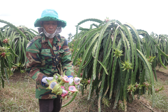 Nông dân trồng thanh long mất trắng sau trận ngập lịch sử: Chưa rõ nguyên nhân! - Ảnh 1