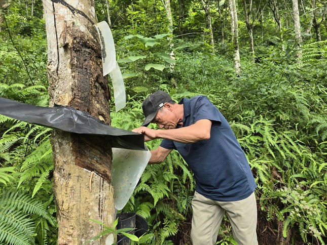 Vỡ mộng 'vàng trắng' - Ảnh 1