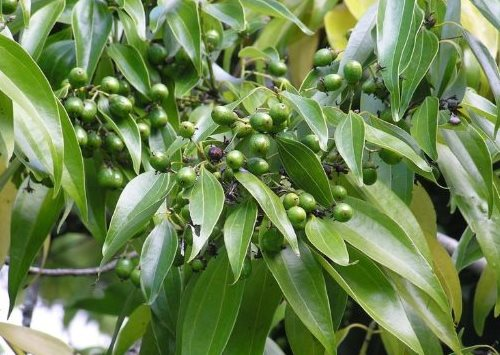 Một loại cây lấy vỏ đưa Việt Nam trở thành ông trùm mặt hàng đặc biệt này của thế giới: VN trồng hơn 180.000 ha, là cây gia vị lâu đời nhất thế giới - Ảnh 1