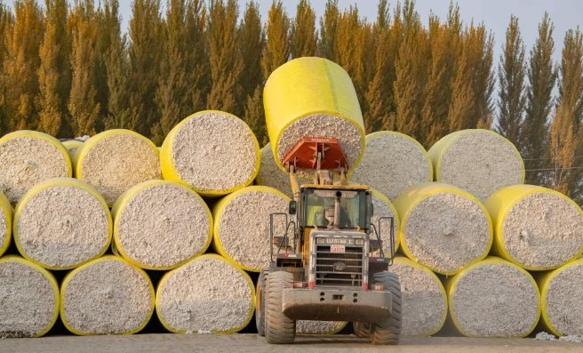 'Vàng trắng trên cây' từ Pakistan liên tục đổ bộ vào Việt Nam: Nhập khẩu tăng hơn 3.000%, nước ta tiêu thụ hàng triệu tấn mỗi năm - Ảnh 1