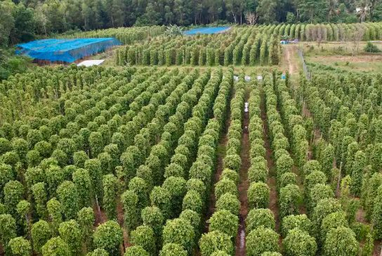 Cứu tinh từ Campuchia, Brazil đổ bộ giúp Việt Nam xuất khẩu vượt xa cả thế giới: Thu hơn 700 triệu USD từ đầu năm, 120 quốc gia liên tục chốt đơn - Ảnh 1