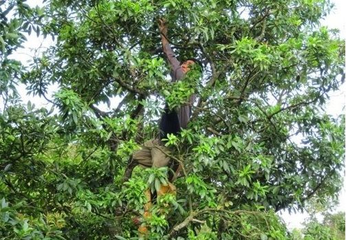 Sản vật triệu đô thế giới cực hiếm nhưng Việt Nam sở hữu 22.000 tấn mỗi năm: Ấn Độ, Mỹ đua nhau săn lùng, thu hơn 40 triệu USD kể từ đầu năm - Ảnh 1