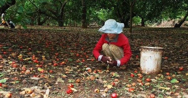 Cứu tinh từ Campuchia, châu Phi đổ bộ giúp Việt Nam xưng vương ở ngành hàng này: chi hơn 1 tỷ thu mua, nguy cơ 'bùng kèo' vẫn rình rập các doanh nghiệp