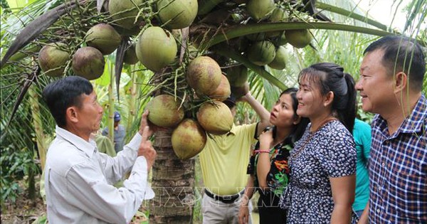 9 vùng trồng dừa sẵn sàng mọi điều kiện cho xuất khẩu