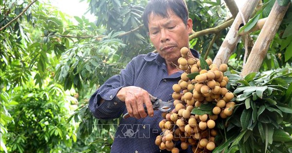 Nhãn đặc sản Hưng Yên được giá, hút khách