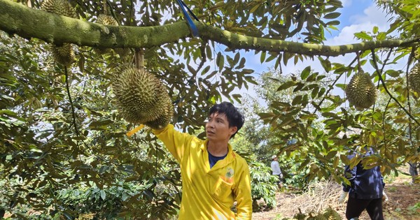 Giá sầu riêng giảm, thương lái kén như kén... vợ