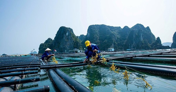 'Kho báu dưới biển' được 170 nước ưa chuộng đem về cho Việt Nam bao nhiều tiền từ đầu năm?