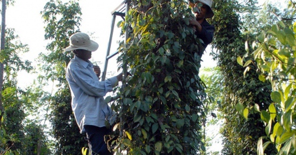 Giá hồ tiêu tăng gấp đôi: Nông dân mừng, doanh nghiệp xuất khẩu lo