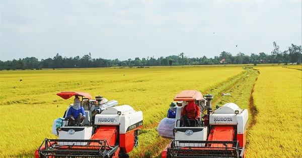 Đề xuất thành lập Hội đồng lúa gạo quốc gia