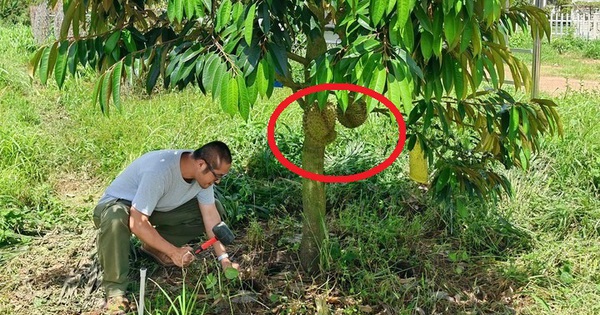 Đây là loại quả Trung Quốc trồng mãi vẫn thất bại, Việt Nam xuất khẩu thu hàng loạt kỷ lục