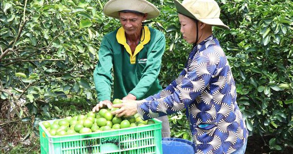 Liên kết trồng chanh không hạt xuất khẩu lãi hơn 400 triệu đồng/ha/năm