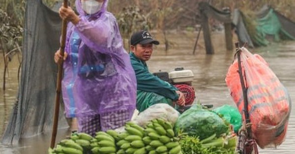 Nước lũ dâng cao, nông dân bãi giữa sông Hồng chèo thuyền mang nông sản đi bán