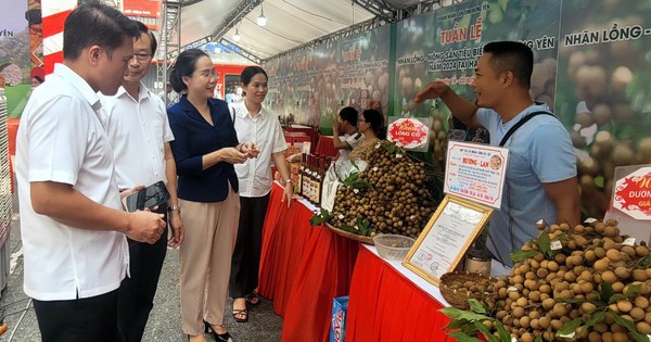 Một loại quả tiến vua của Hưng Yên giá cao chót vót