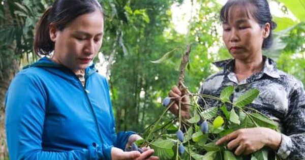 Loại quả ví như ‘vàng đen’ ở Hà Tĩnh mất mùa chưa từng có