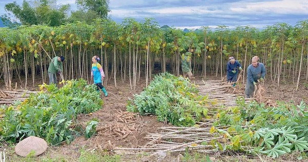 Loại cây từ gốc đến ngọn đều hái ra tiền đưa Việt Nam trở thành 1 trong 2 ông trùm của thế giới: Nước ta có hơn 500.000 ha trồng, Trung Quốc thu mua với giá đắt đỏ