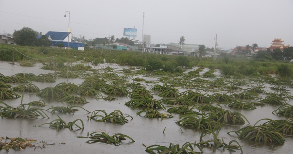 "Thủ phủ thanh long" Bình Thuận ngập nặng sau cơn mưa lớn