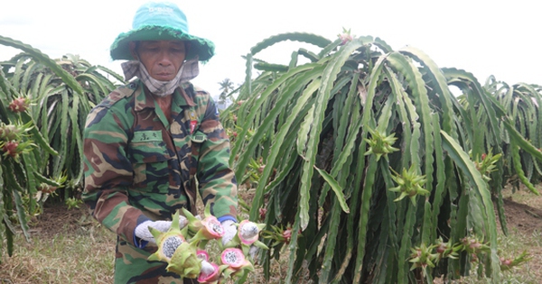 Nông dân trồng thanh long mất trắng sau trận ngập lịch sử: Chưa rõ nguyên nhân!