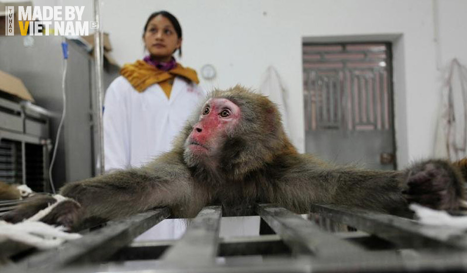 Việt Nam xuất 'vật thế thân' thiết yếu cho các nghiên cứu tỷ đô: Từng bán 1,5 tỷ VNĐ, Mỹ-Trung tranh mua - Ảnh 2