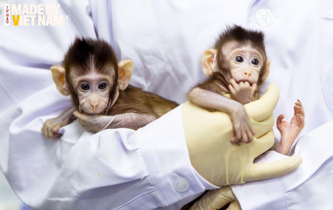 Việt Nam xuất 'vật thế thân' thiết yếu cho các nghiên cứu tỷ đô: Từng bán 1,5 tỷ VNĐ, Mỹ-Trung tranh mua - Ảnh 3