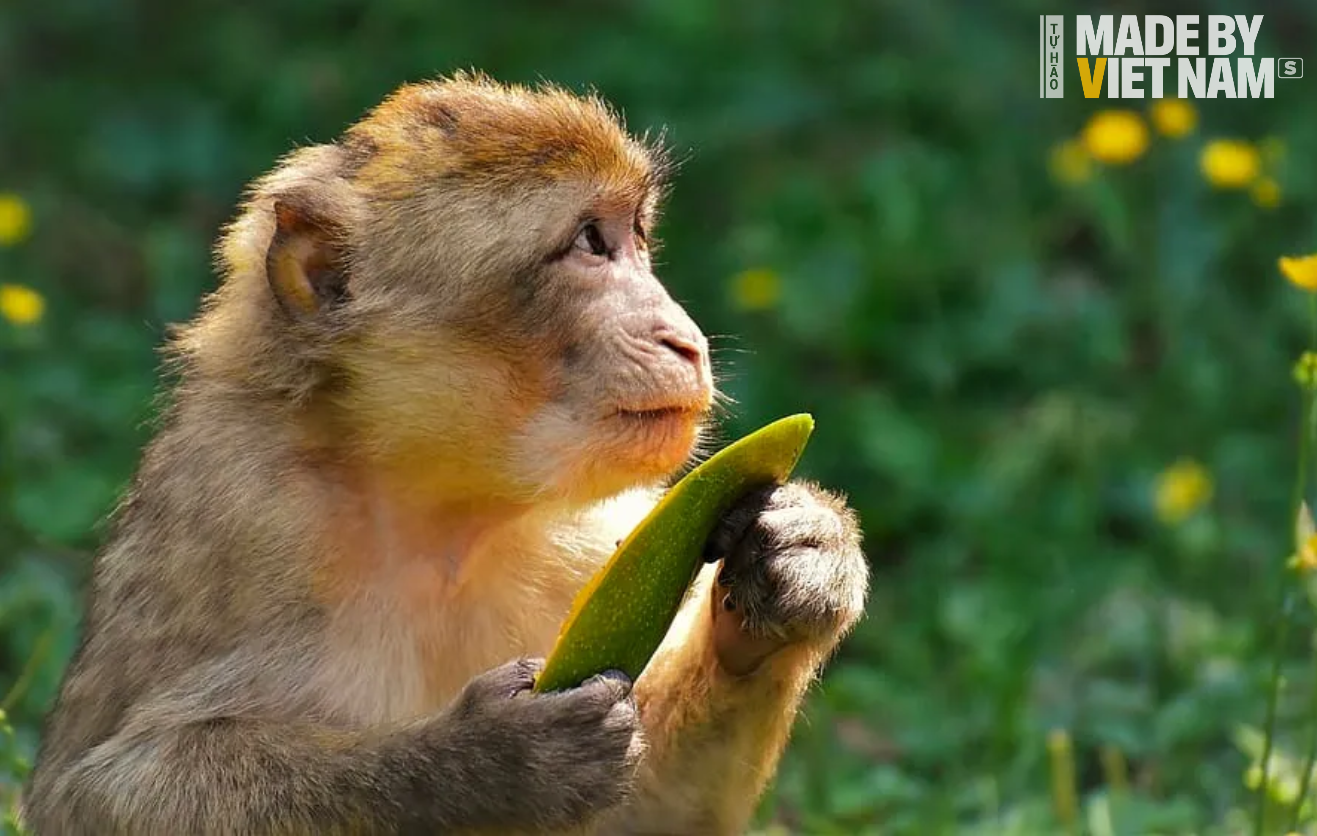 Việt Nam xuất 'vật thế thân' thiết yếu cho các nghiên cứu tỷ đô: Từng bán 1,5 tỷ VNĐ, Mỹ-Trung tranh mua - Ảnh 1