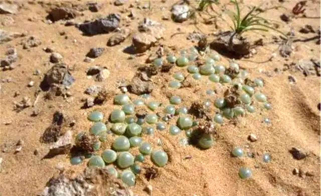 Châu Phi có đầy "ngọc lục bảo" ở đường nhưng tuyệt nhiên không ai nhặt, dân bản địa: Coi chừng mất mạng! - Ảnh 1