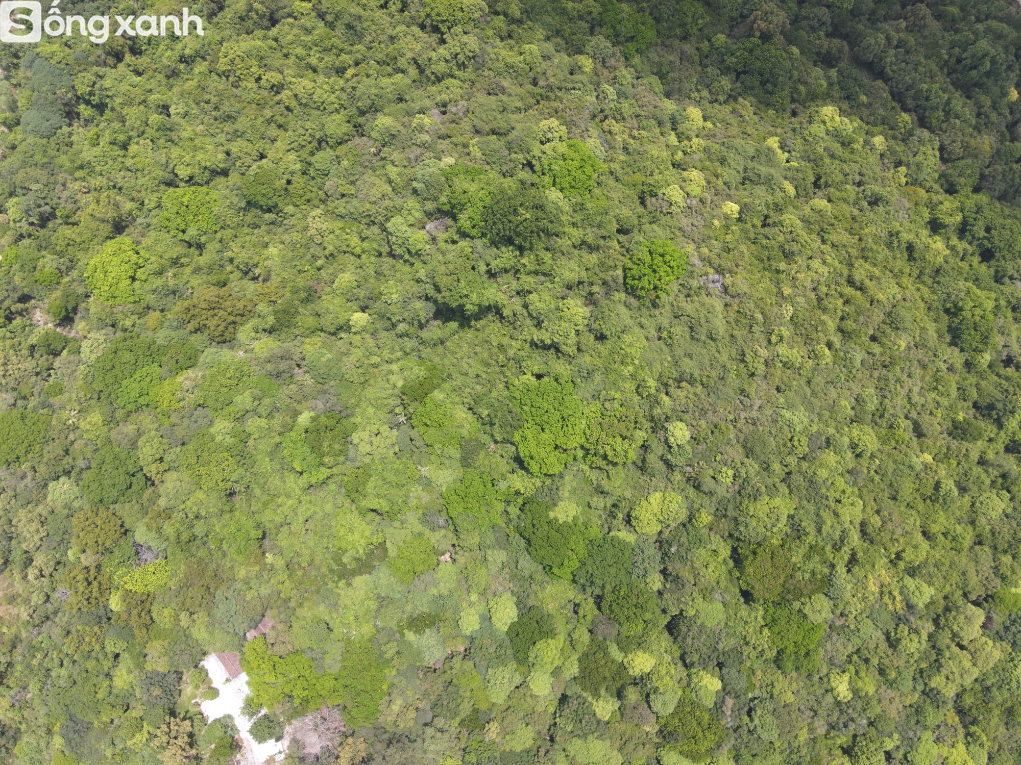 Bí mật về điều cấm kị chưa từng có để giữ "báu vật" hàng trăm năm tuổi ở khu rừng hiếm bậc nhất Việt Nam - Ảnh 2