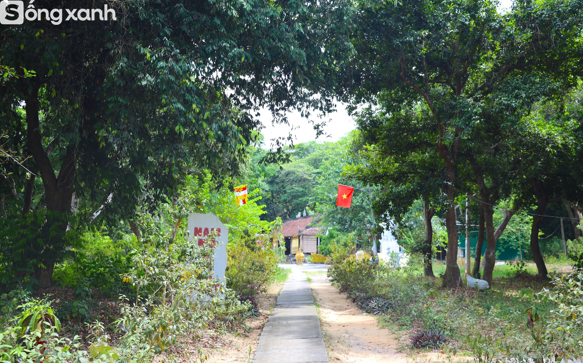 Bí mật về điều cấm kị chưa từng có để giữ "báu vật" hàng trăm năm tuổi ở khu rừng hiếm bậc nhất Việt Nam - Ảnh 4