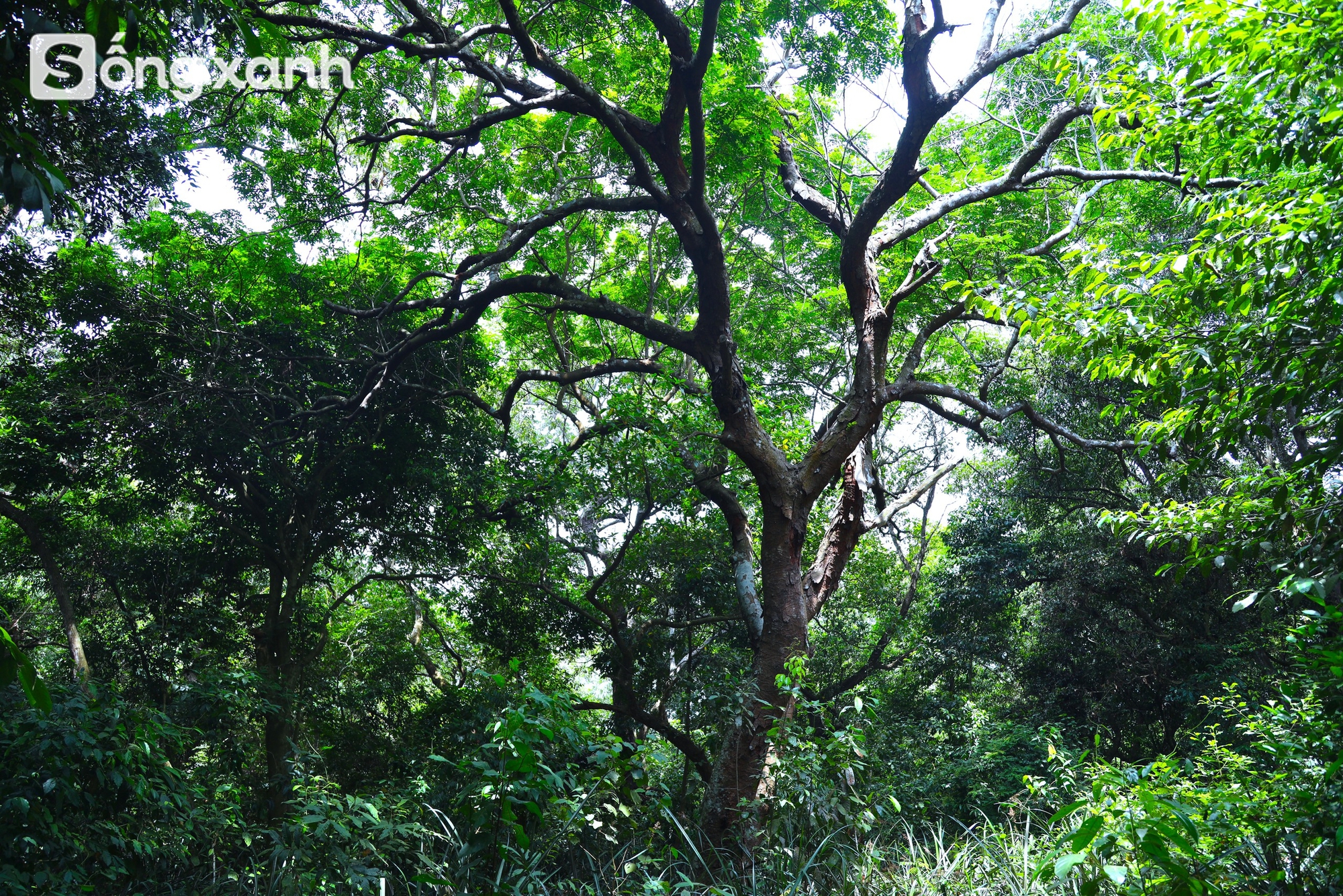 Bí mật về điều cấm kị chưa từng có để giữ "báu vật" hàng trăm năm tuổi ở khu rừng hiếm bậc nhất Việt Nam - Ảnh 5