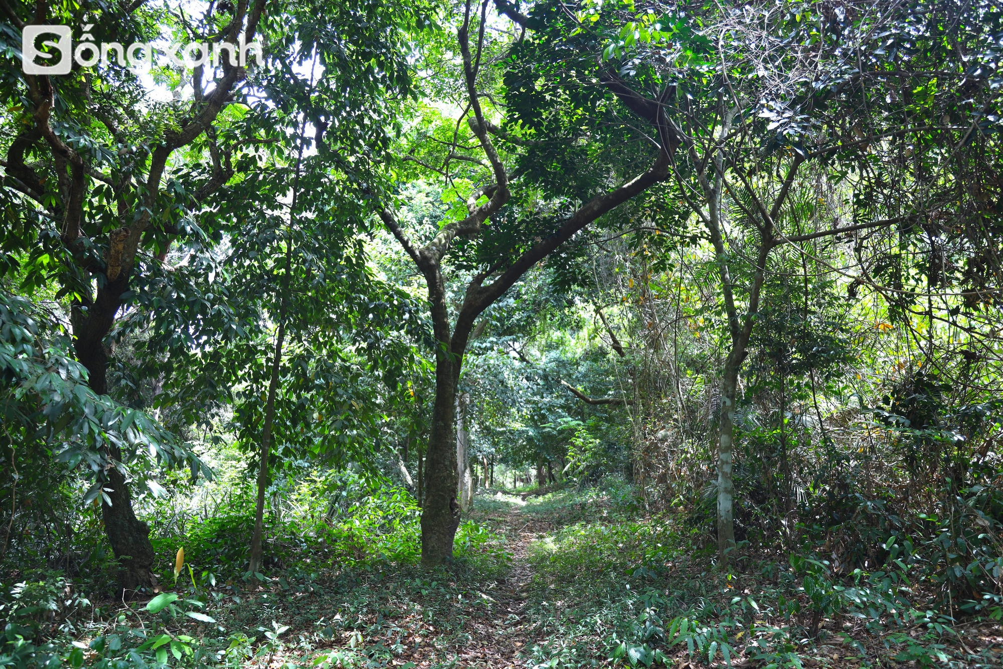 Bí mật về điều cấm kị chưa từng có để giữ "báu vật" hàng trăm năm tuổi ở khu rừng hiếm bậc nhất Việt Nam - Ảnh 6