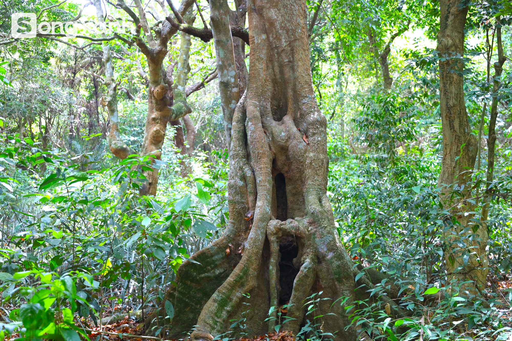 Bí mật về điều cấm kị chưa từng có để giữ "báu vật" hàng trăm năm tuổi ở khu rừng hiếm bậc nhất Việt Nam - Ảnh 7