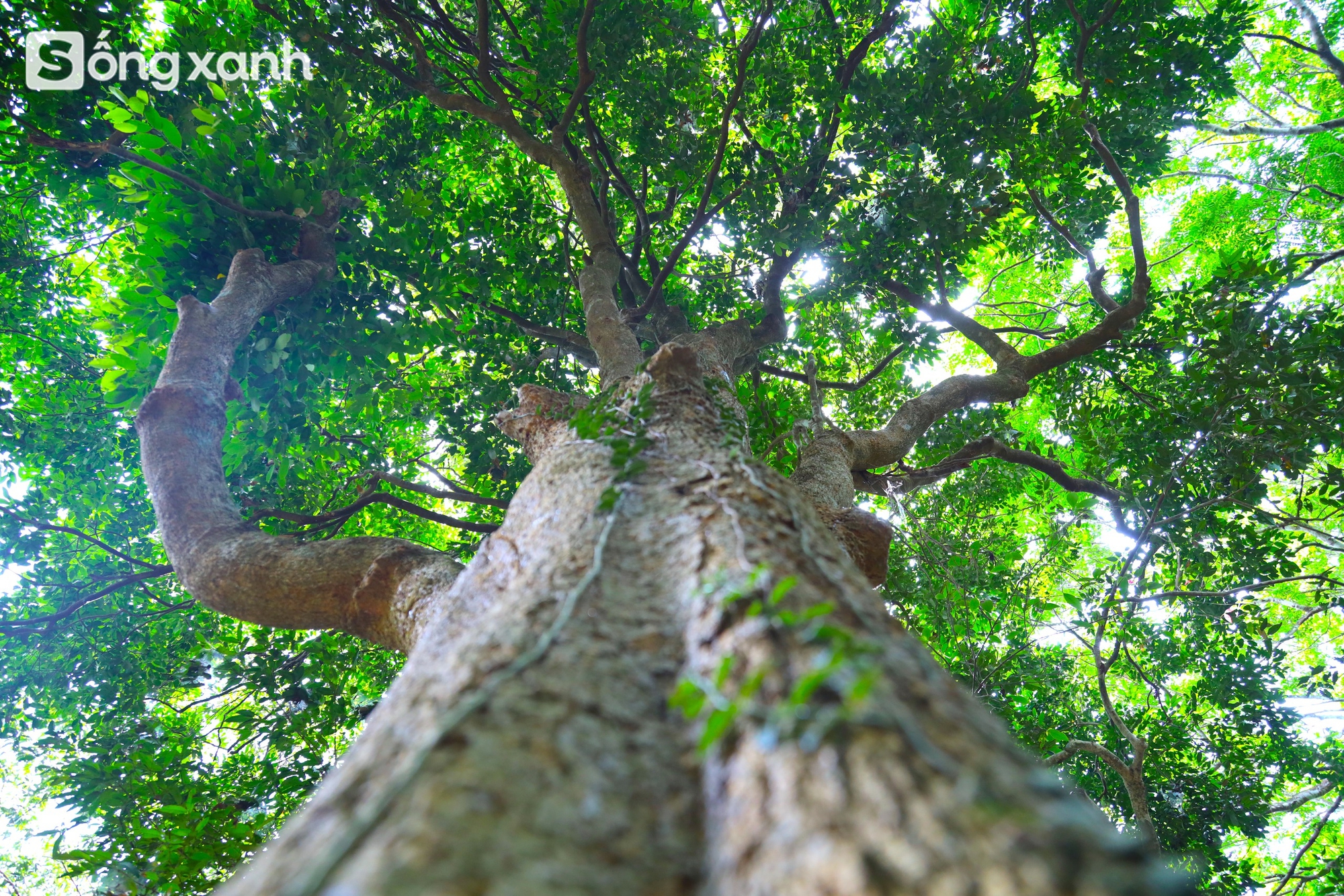 Bí mật về điều cấm kị chưa từng có để giữ "báu vật" hàng trăm năm tuổi ở khu rừng hiếm bậc nhất Việt Nam - Ảnh 8