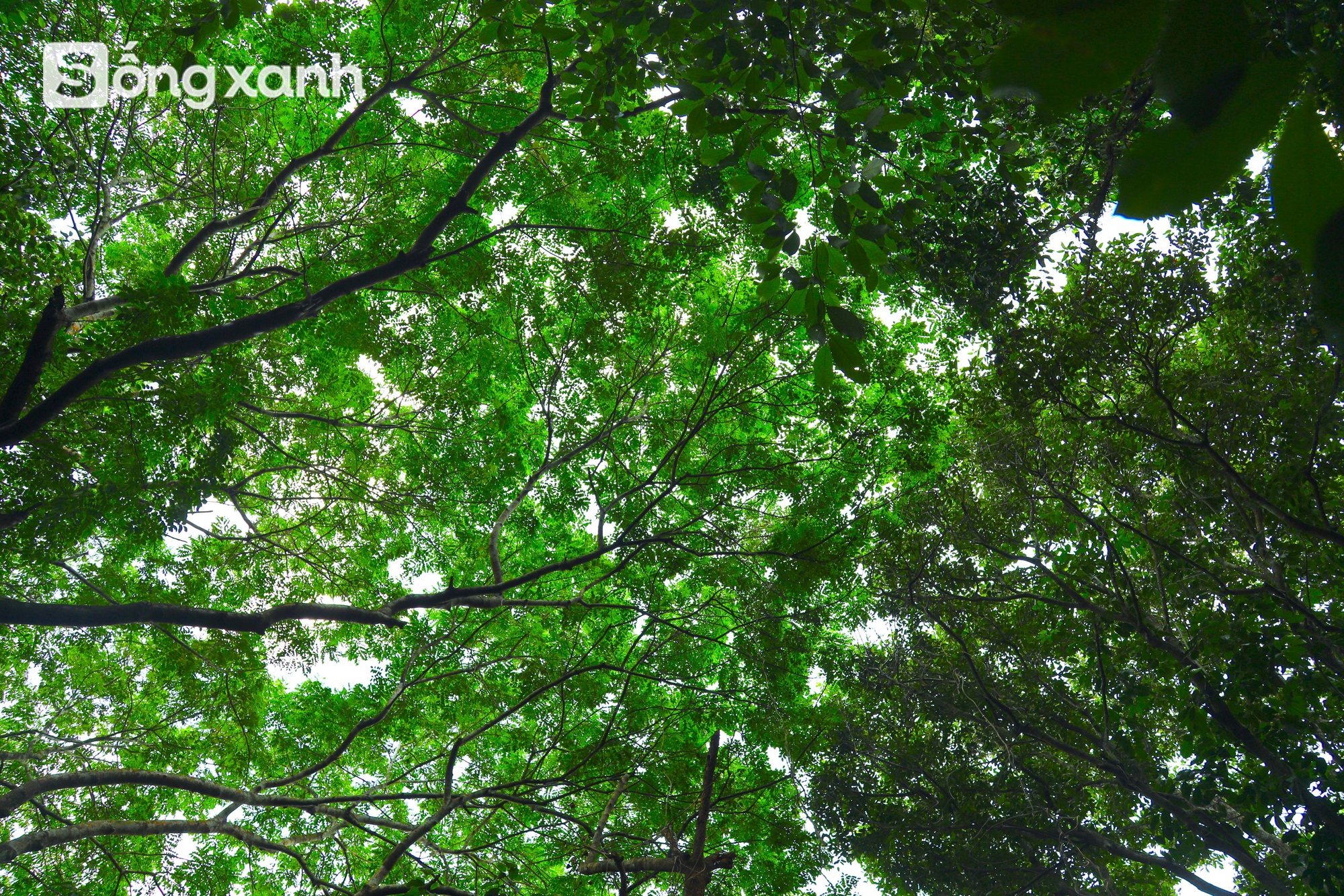 Bí mật về điều cấm kị chưa từng có để giữ "báu vật" hàng trăm năm tuổi ở khu rừng hiếm bậc nhất Việt Nam - Ảnh 9