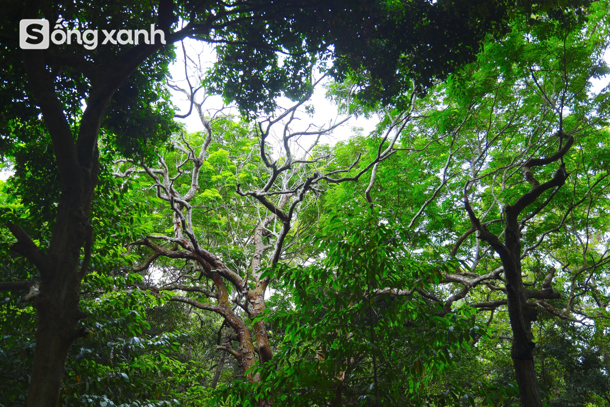 Bí mật về điều cấm kị chưa từng có để giữ "báu vật" hàng trăm năm tuổi ở khu rừng hiếm bậc nhất Việt Nam - Ảnh 10