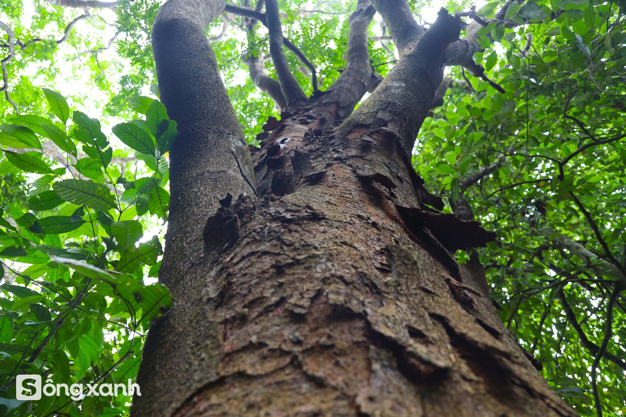 Bí mật về điều cấm kị chưa từng có để giữ "báu vật" hàng trăm năm tuổi ở khu rừng hiếm bậc nhất Việt Nam - Ảnh 13