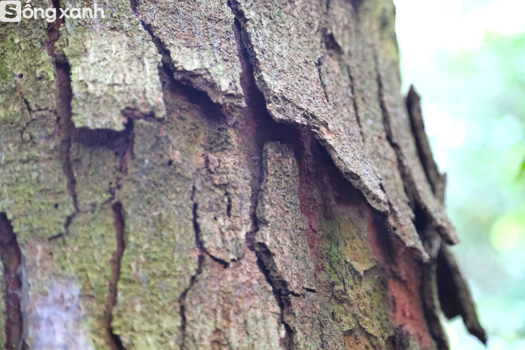 Bí mật về điều cấm kị chưa từng có để giữ "báu vật" hàng trăm năm tuổi ở khu rừng hiếm bậc nhất Việt Nam - Ảnh 14