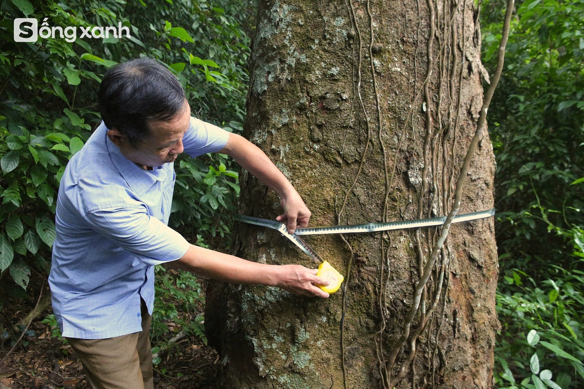 Bí mật về điều cấm kị chưa từng có để giữ "báu vật" hàng trăm năm tuổi ở khu rừng hiếm bậc nhất Việt Nam - Ảnh 16