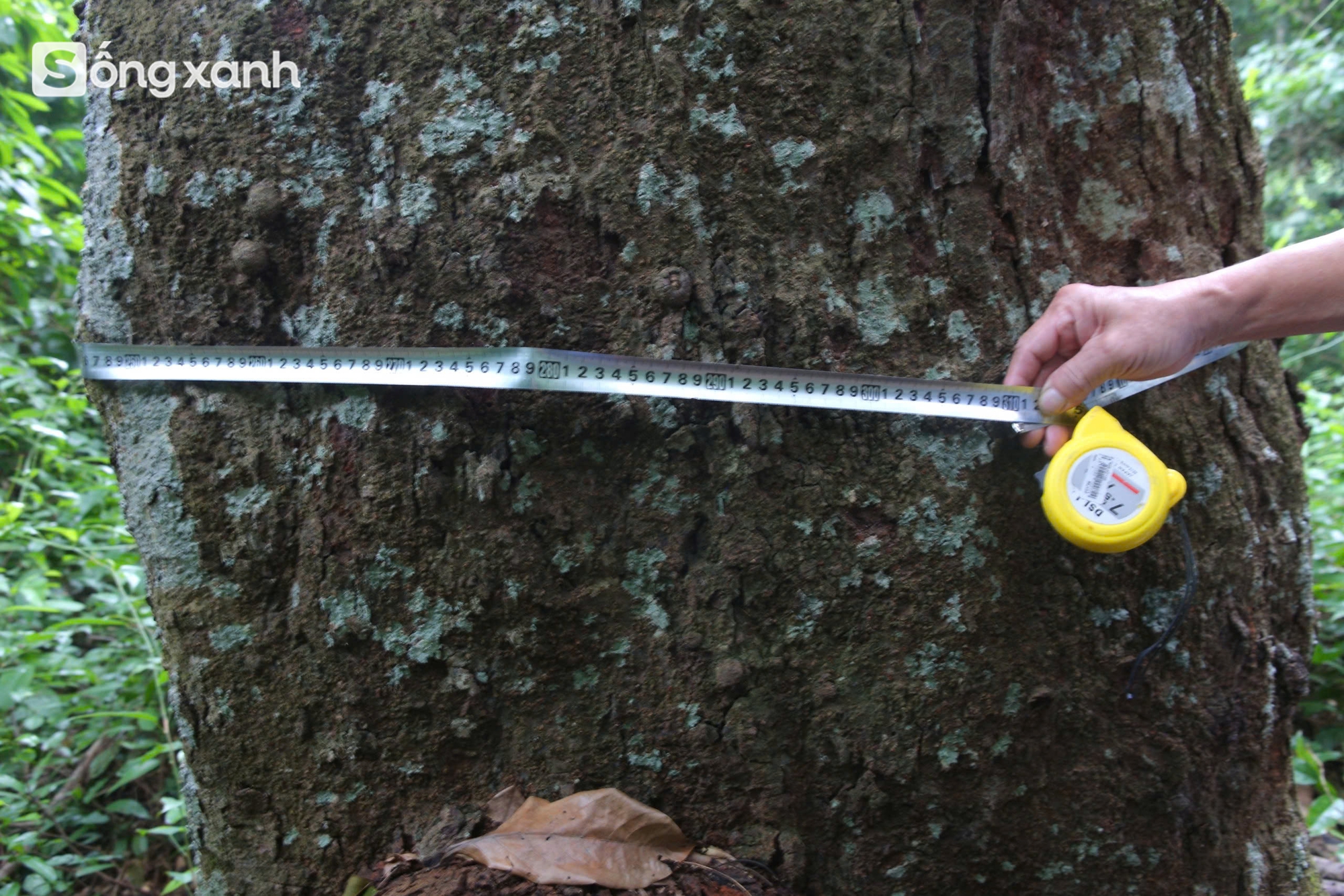 Bí mật về điều cấm kị chưa từng có để giữ "báu vật" hàng trăm năm tuổi ở khu rừng hiếm bậc nhất Việt Nam - Ảnh 17