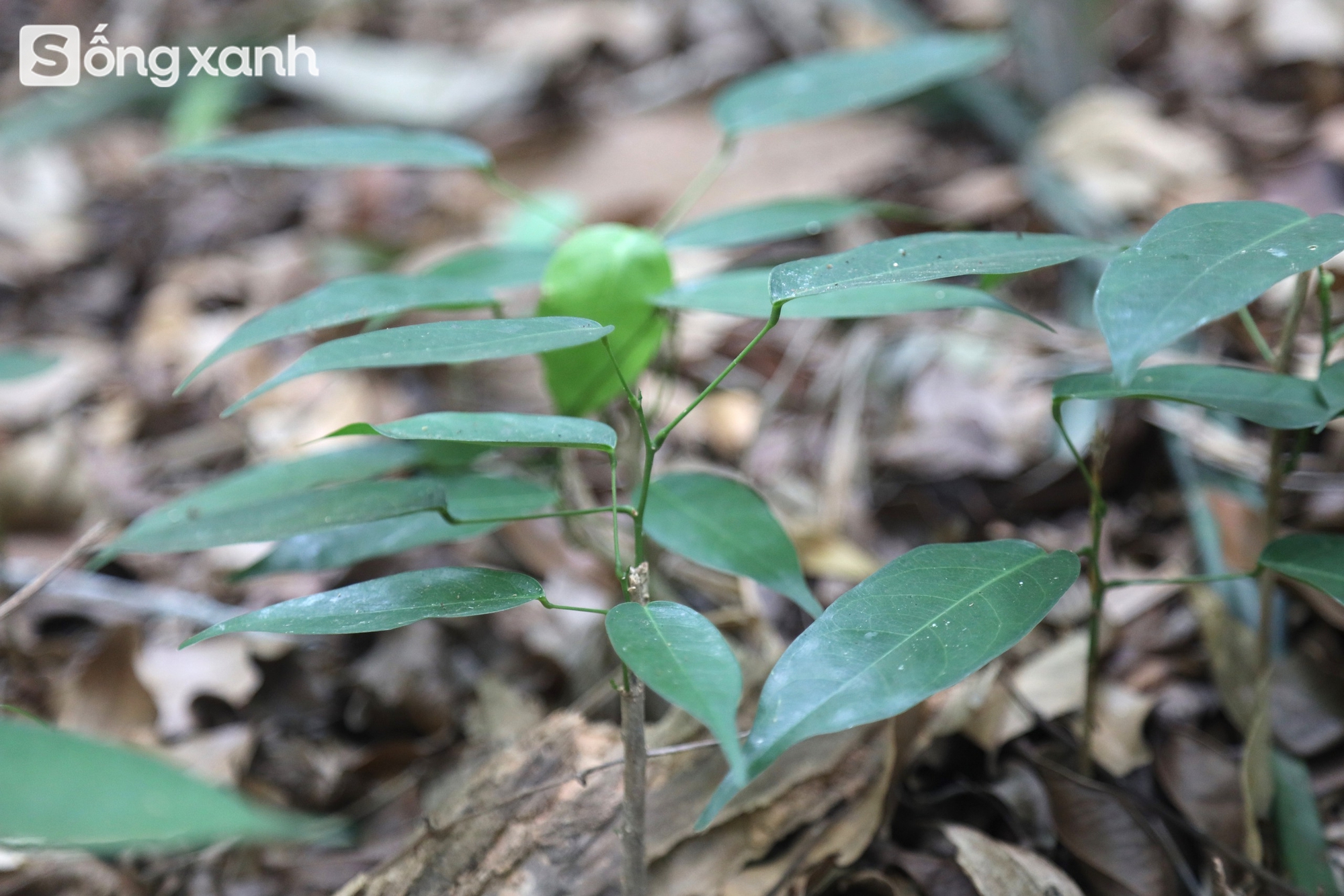 Bí mật về điều cấm kị chưa từng có để giữ "báu vật" hàng trăm năm tuổi ở khu rừng hiếm bậc nhất Việt Nam - Ảnh 18