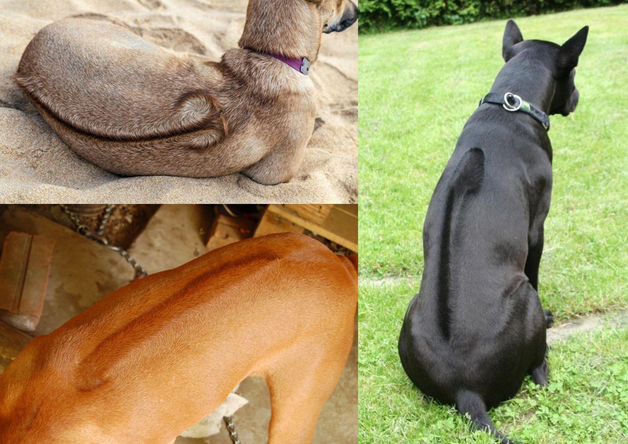 Việt Nam có quốc khuyển thuộc hàng đắt nhất thế giới: Sở hữu đặc điểm chỉ có ở 3 trong số 1000 giống chó - Ảnh 2