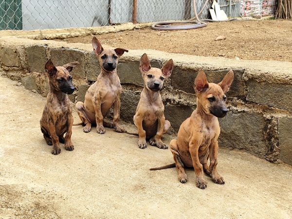 Việt Nam có quốc khuyển thuộc hàng đắt nhất thế giới: Sở hữu đặc điểm chỉ có ở 3 trong số 1000 giống chó - Ảnh 5