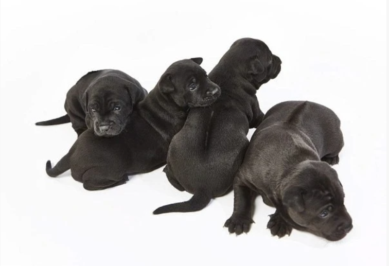 Việt Nam có quốc khuyển thuộc hàng đắt nhất thế giới: Sở hữu đặc điểm chỉ có ở 3 trong số 1000 giống chó - Ảnh 1