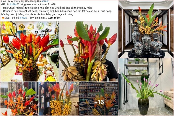 Rộ mốt chơi độc lạ: Cắm hoa chuối cả buồng, chờ chín rồi ăn - Ảnh 2