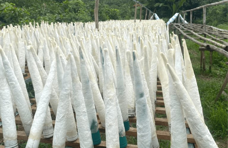 Phụ phẩm tưởng bỏ đi của con cá được Trung Quốc bao mua: Mang về 50 triệu USD kể từ đầu năm, là thuốc quý bổ máu, tốt cho thận - Ảnh 1