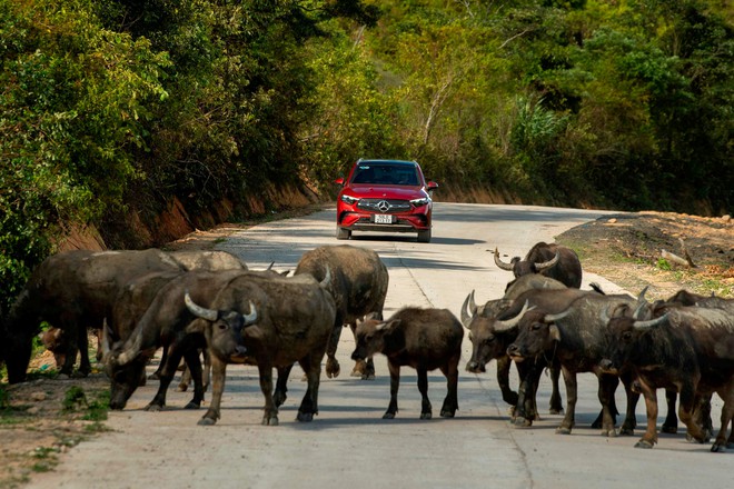 600 km chinh phục cung đường rừng và biển cùng 12 chiếc Mercedes-Benz - Ảnh 13