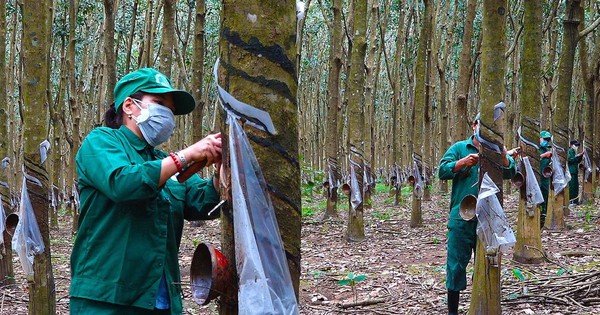 Sản vật từng bị nhiều nơi bỏ hoang, giờ giá "đu đỉnh" cao nhất cả chục năm