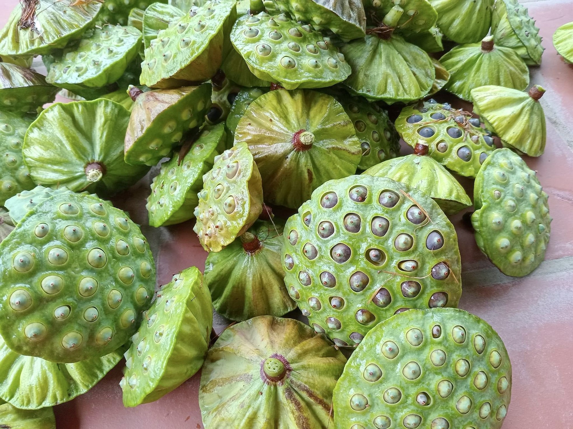 Kiếm tiền triệu nhờ thu hoạch hạt sen cuối vụ - Ảnh 8