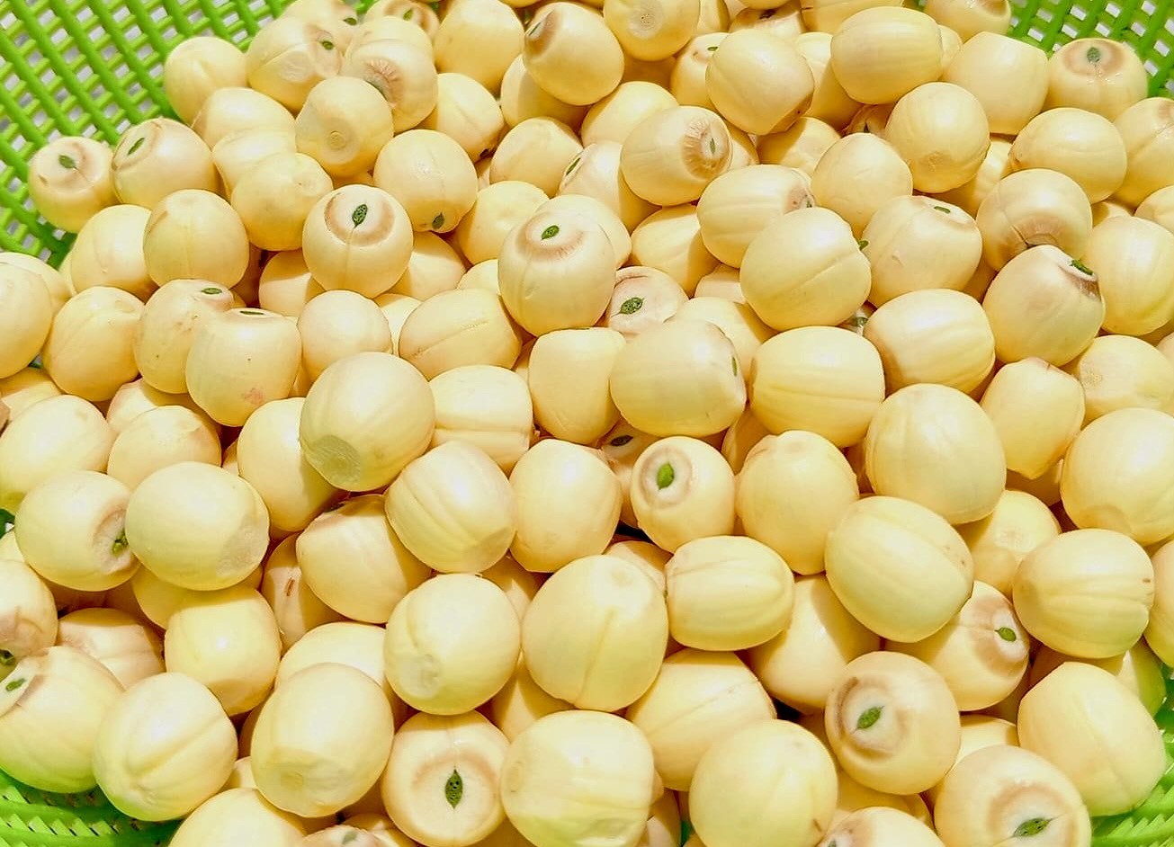 Kiếm tiền triệu nhờ thu hoạch hạt sen cuối vụ - Ảnh 14