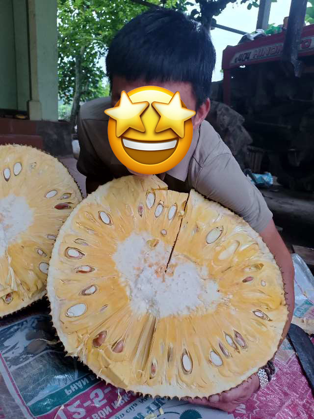 Quả mít nặng nhất Việt Nam hiện nay: Kích thước "khủng", "xô đổ" cả kỷ lục thế giới? - Ảnh 7